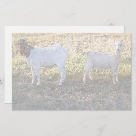 Papeterie Franco et ami (Devant / Derrière)