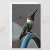 Papeterie Green ruby little hummingbird (Devant / Derrière)