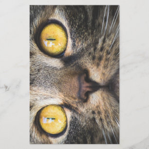 Papeterie Gros plan de chat avec Yellow Eyes