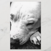 Papeterie harry potier cicatrice chien blanc pit bull (Devant)