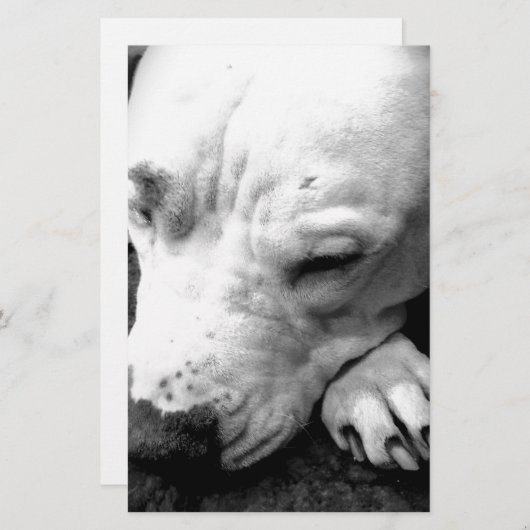 Papeterie harry potier cicatrice chien blanc pit bull (Devant / Derrière)