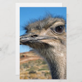 Papeterie Harry the Happy Ostrich (Devant / Derrière)