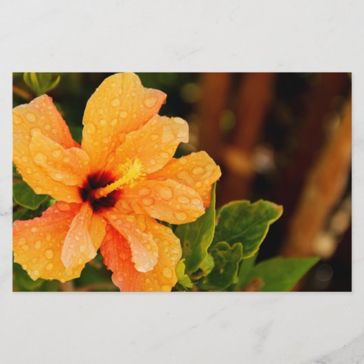 Papeterie Hibiscus (Devant)