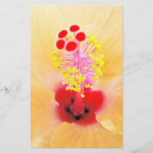 Papeterie Hibiscus