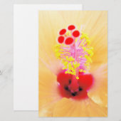 Papeterie Hibiscus (Devant / Derrière)
