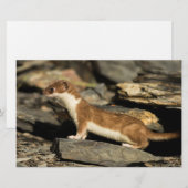 Papeterie Huile de chasse (Devant / Derrière)