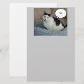 Papeterie Humour Holla Cat (Devant / Derrière)