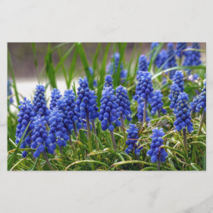 Papeterie Hyacinthe de raisin