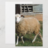 Papeterie Jeune mouton blanc sur la ferme (Devant / Derrière)