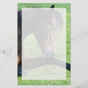 Papeterie Joli Cheval Brown allongé dans l'herbe