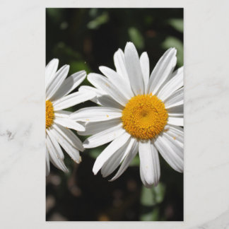 Papeterie Jolies fleurs de marguerite blanches pures
