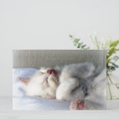 Papeterie Kitten endormi (Debout devant)