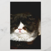 Papeterie Kitten noir et blanc (Devant)