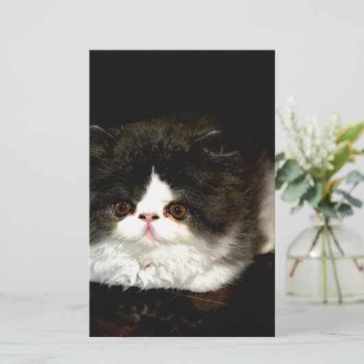 Papeterie Kitten noir et blanc (Debout devant)