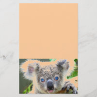 Koala Bears