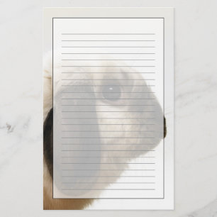 Papeterie Lapin regardant le lapin