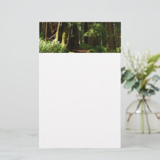 Papeterie Les séquoias et les fougères du parc national Redw (Debout devant)