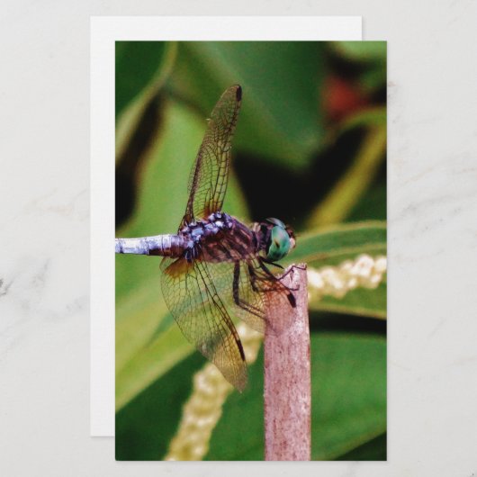 Papeterie libellule avec fleurs blanches (Devant / Derrière)
