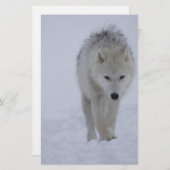 Papeterie Loup arctique (Devant / Derrière)