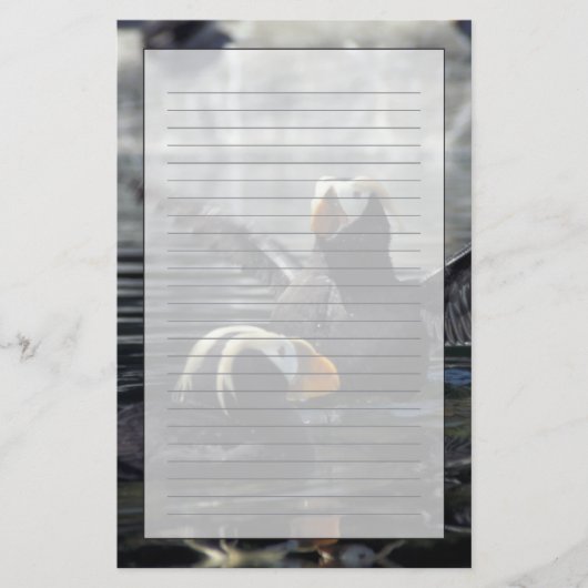 Papeterie Macareux huppés d'Alaska (Devant)