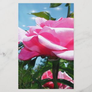 Papeterie Magnifique rose rose dans un ciel bleu. Photograph