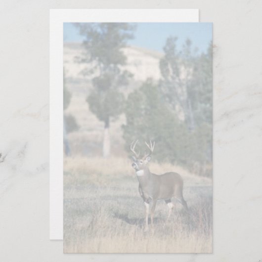 Papeterie mâle Blanc-coupé la queue de cerfs communs (Devant / Derrière)