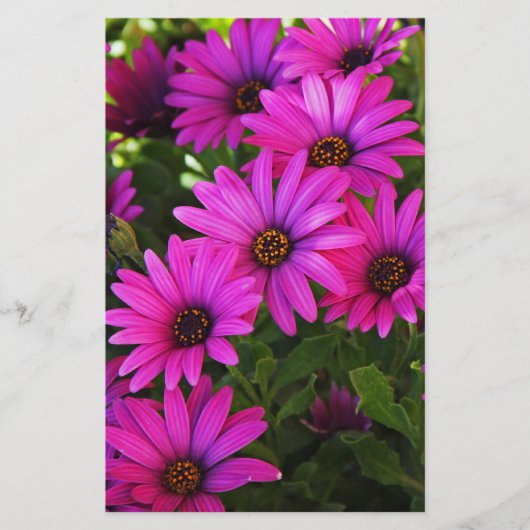 Papeterie Marguerite africaine pourpre (Devant)