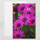 Papeterie Marguerite africaine pourpre (Devant / Derrière)
