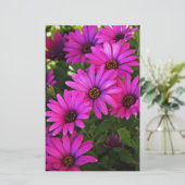 Papeterie Marguerite africaine pourpre (Debout devant)