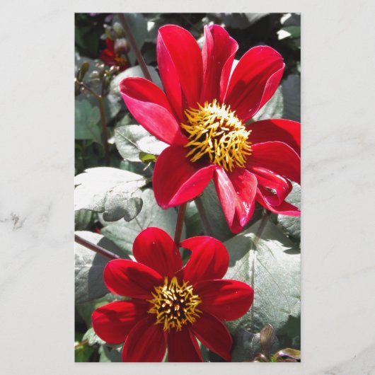 Papeterie marguerite rose chaud rouge / marguerites fleurs (Devant)