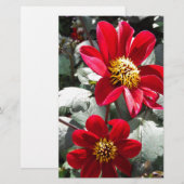 Papeterie marguerite rose chaud rouge / marguerites fleurs (Devant / Derrière)