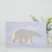 Papeterie Matin d'ours blanc (Debout devant)