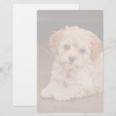 Papeterie Mélange de caniche de bébé ou chiot maltais de (Devant / Derrière)