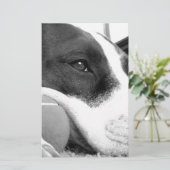 Papeterie mignon chien pitbulle à l'air triste noir blanc av (Debout devant)