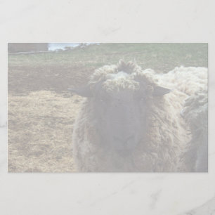 Papeterie Moutons hirsute