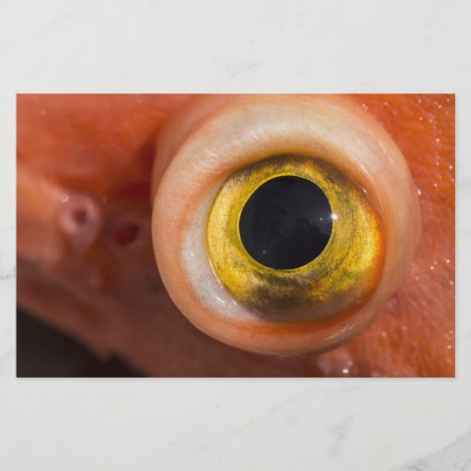 Papeterie Oeil de sébaste (Devant)
