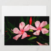 Papeterie Oleander (Devant / Derrière)