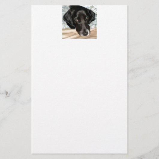 Papeterie Oreo le chien d'épagneul de springer anglais (Devant)