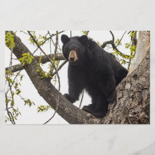 Papeterie Ours noir Escalade