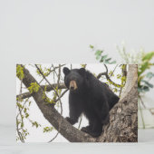 Papeterie Ours noir Escalade (Debout devant)