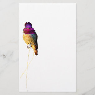 Papeterie Papier à lettres photo d'Anna's Hummingbird