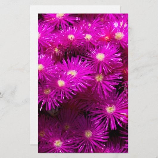 Papeterie Papier à scandale à fleurs rose Aster (Devant / Derrière)