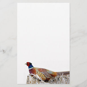 Papeterie Papier photo Pheasant à cou à anneaux