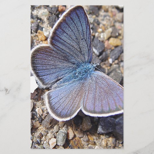 Papeterie Papillon bleu clair (Devant)
