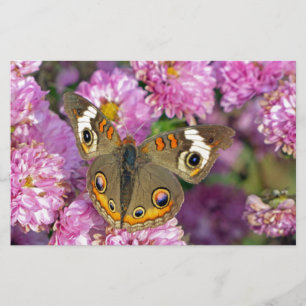 Papeterie Papillon commun