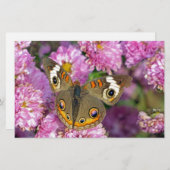 Papeterie Papillon commun (Devant / Derrière)