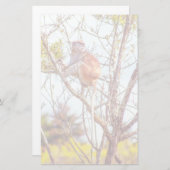 Papeterie Patas est au sommet d'un arbre (Devant / Derrière)