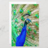 Papeterie Peacock Plumage (Devant / Derrière)
