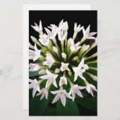 Papeterie Pentas blancs (Devant / Derrière)