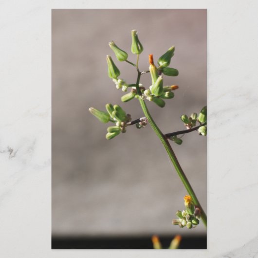 Papeterie Petits boutons de fleurs (Devant)